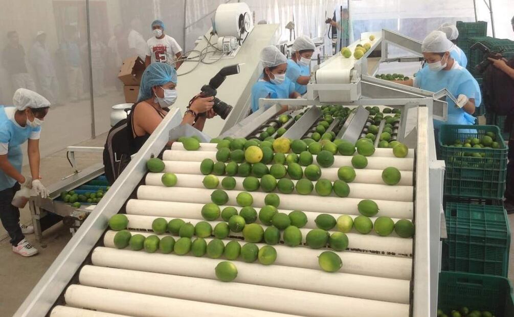 La imposición de aranceles pondría en riesgo a miles de familias oaxaqueñas de acuerdo a los limoneros (19/02/2025). Foto: Antonio Mundaca / EL UNIVERSAL