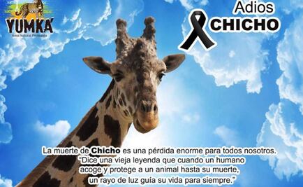 Muere jirafa en zoo de Tabasco