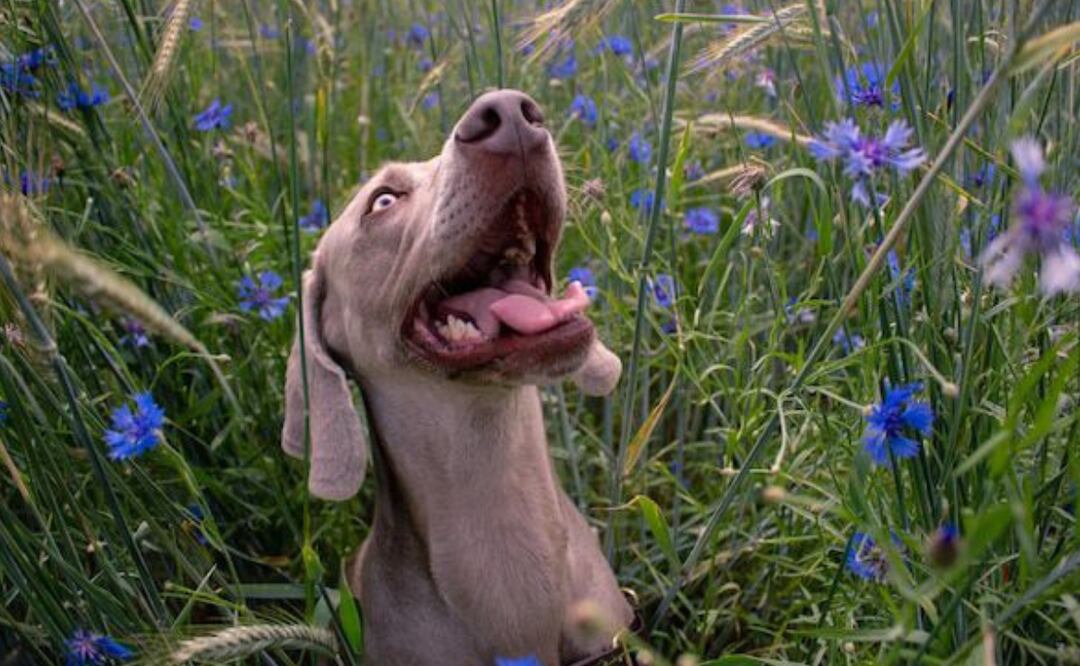 Los 10 animales con el mejor olfato. Fuente: Freepik.