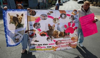 "No es rescate es masacre"; protestan en Metrobús Línea 6 por traslado de perros del Refugio Franciscano