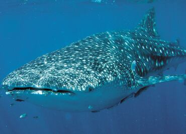 Día internacional del tiburón ballena