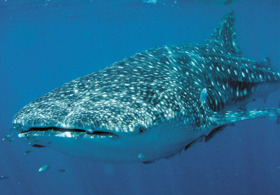 Día internacional del tiburón ballena 