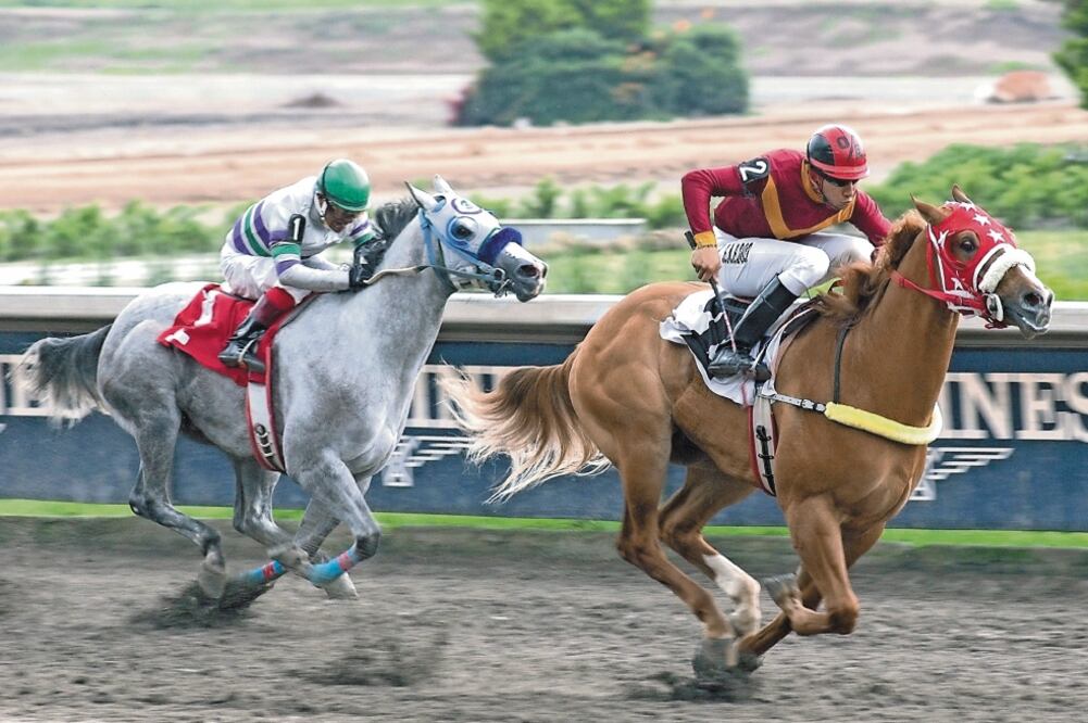 Al momento de jugar, deben dejarse de lado los sentimentalismos. Foto: HIPÓDROMO DE LAS AMÉRICAS