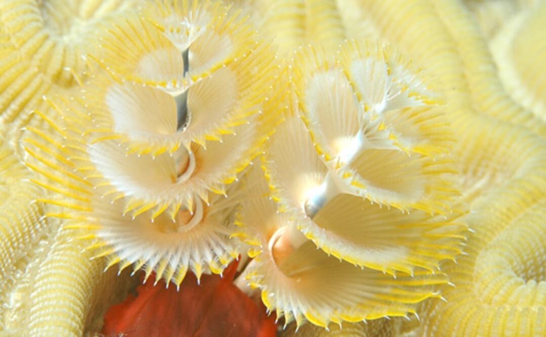 Gusano Arbol de Navidad. / Foto: Tomada de Wikipedia en Inglés por Aguaimages.