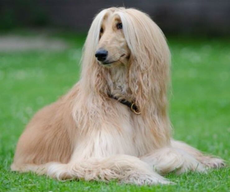 La inteligencia canina no debe ser el único criterio al momento de elegir una mascota. Fuente: Freepik.