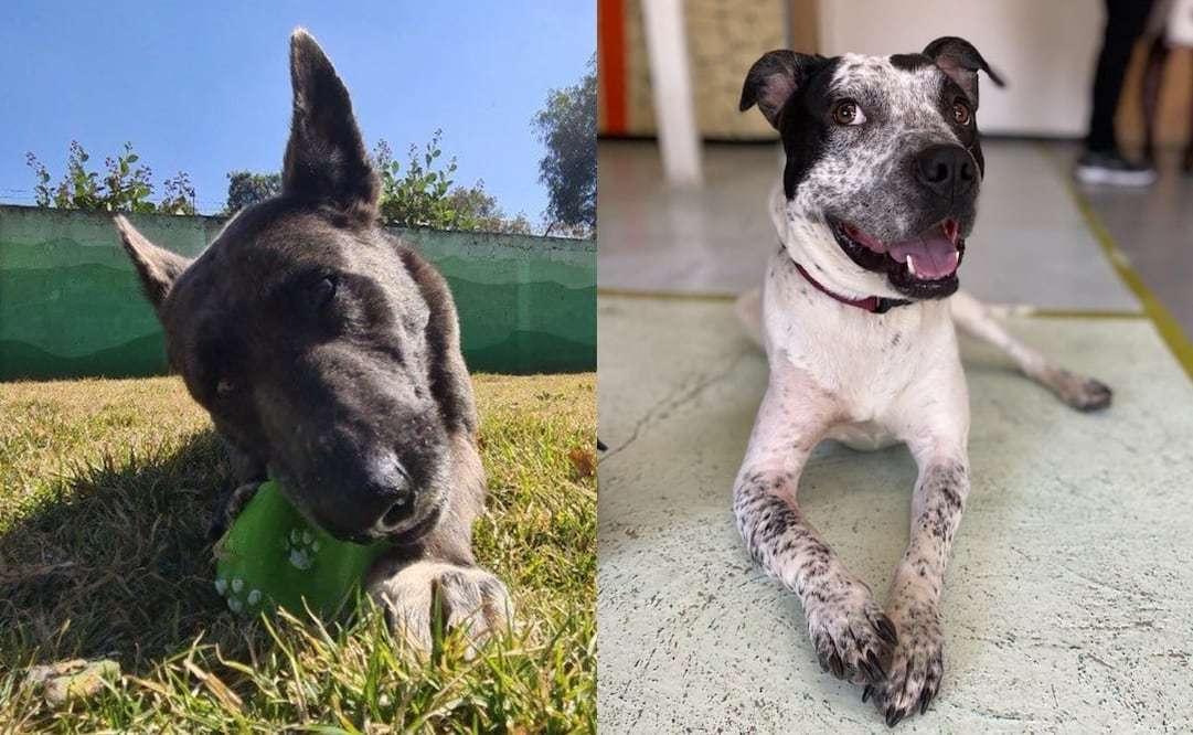 Temo, perrito rescatado en vías del STC Metro. Fotos: Especial.