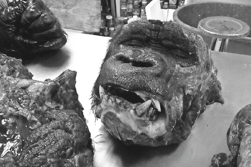 Las autoridades responsables deberán explicar por qué desmembraron al gorila para la necropsia, afirma Marielena Hoyo (ESPECIAL)