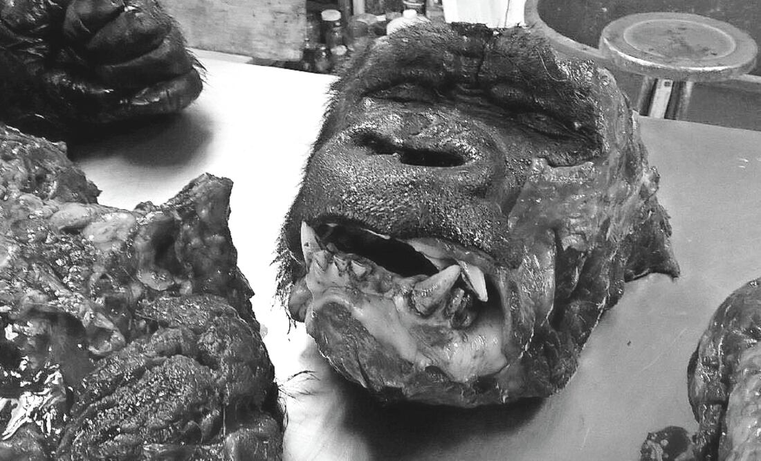 Las autoridades responsables deberán explicar por qué desmembraron al gorila para la necropsia, afirma Marielena Hoyo (ESPECIAL)