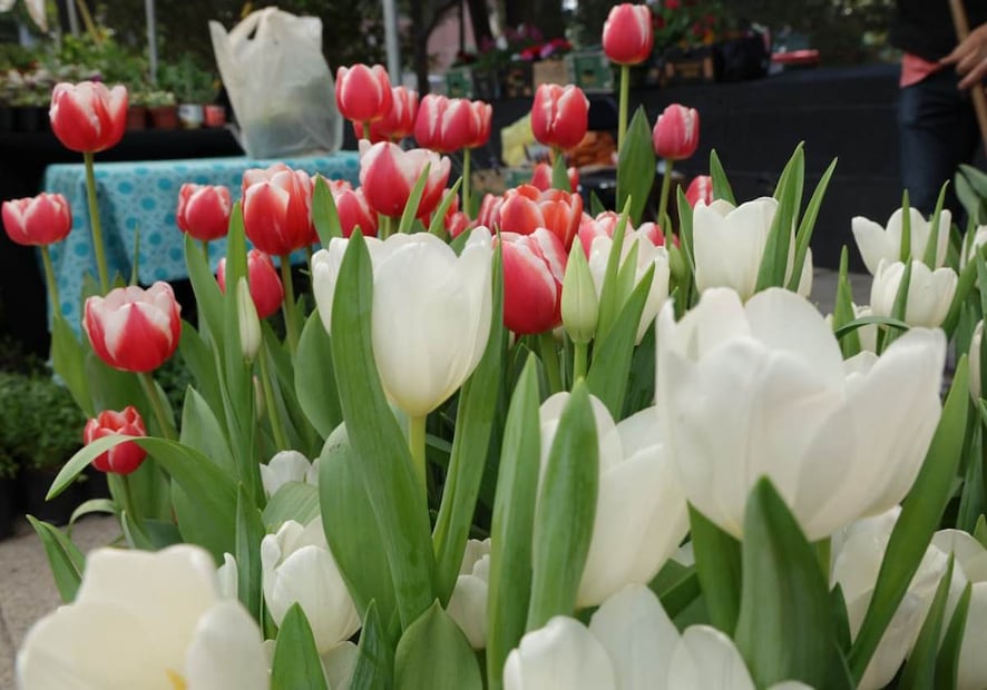 CDMX recibirá el Mundial con un millón de flores en principales avenidas. Foto: Especial