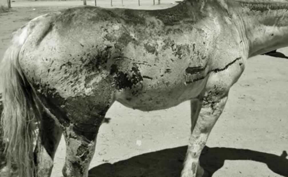 Prenden fuego a caballerizas y se quema viva a “Lucerito”, una yegua de 8 meses