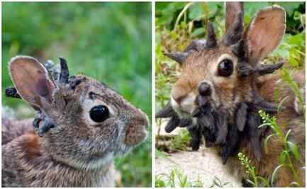 ¿Qué hay detrás del avistamiento de conejos con tentáculos en la cabeza?; esto se sabe