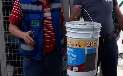 Retiran enjambre de abejas de estación Tasqueña del Metro