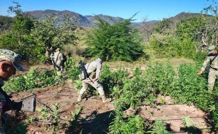 Ejército localiza plantío de marihuana y destruye explosivos en Culiacán; refuerzan operativos en zona rural