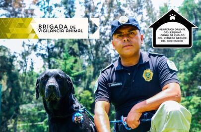 Policía capitalina atiende casi dos mil denuncias relacionadas con animales