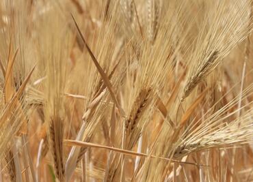 Logran descifrar genoma del trigo harinero