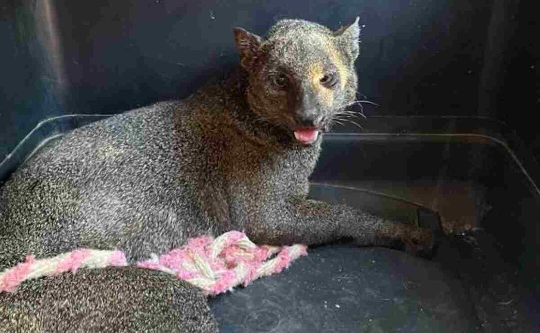 Jaguarandi. Foto: Especial