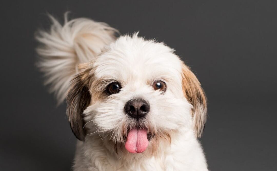 Perro. Fuente: Pexels