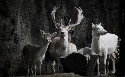 Venados zombis, padecimiento neuronal que podría ser peligroso para la gente