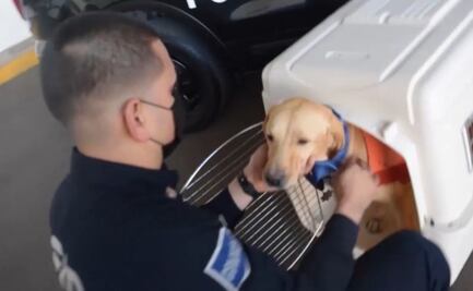 Con honores jubilan a "Pluto", el labrador Retriever que brindó 2 años a la Policía de Sonora
