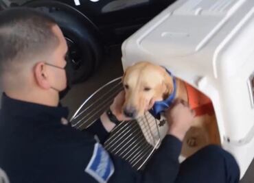 Con honores jubilan a "Pluto", el labrador Retriever que brindó 2 años a la Policía de Sonora