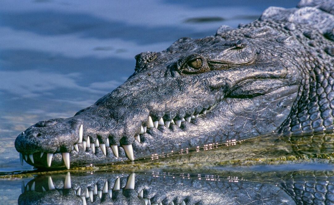 El cocodrilo sujeto a la víctima de una de sus piernas y lo arrastró al fondo. Foto: Archivo EL UNIVERSAL