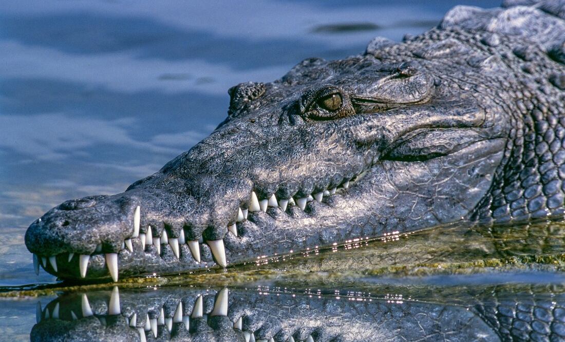 Cocodrilo ataca a sujeto en canal hidráulico en Eldorado, Sinaloa; falleció a causa de lesiones | El Universal