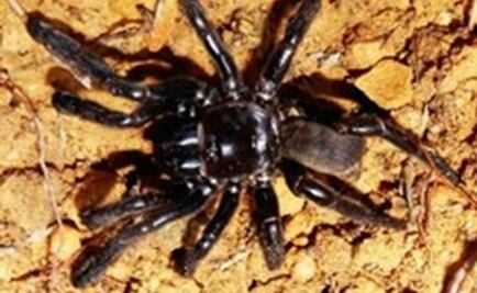 Muere con 43 años la araña más vieja del mundo