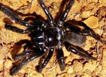 Muere con 43 años la araña más vieja del mundo