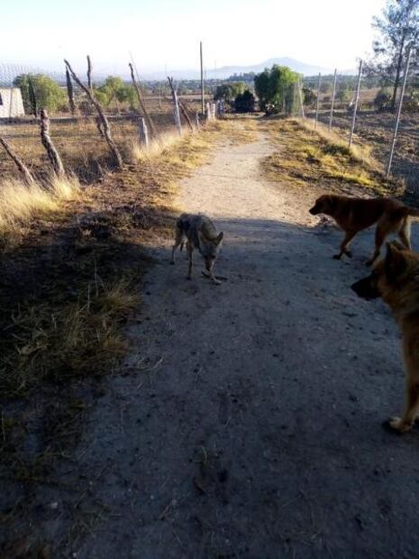 Jauría desgarra cadáver de un hombre que murió en terreno de Teotihuacán