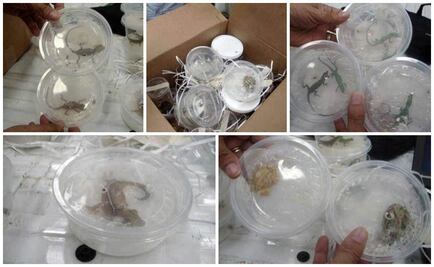 Aseguran reptiles en NL; pretendían enviarlos por paquetería