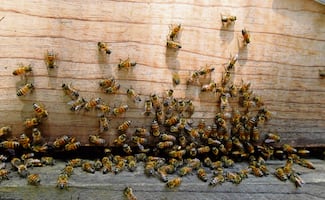 Enjambre de abejas ataca a turista en playa El Maviri; menor es hospitalizada tras ataque
