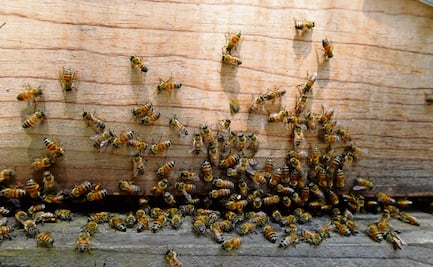 Enjambre de abejas ataca a turista en playa El Maviri; menor es hospitalizada tras ataque
