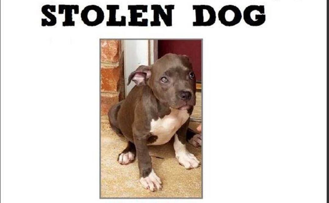 Roban perrita de 11 semanas a niña con enfermedad terminal