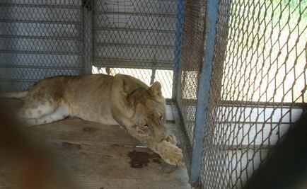 Ejército halla a leona encadenada dentro de vivienda en Escuinapa, Sinaloa; piden que FGR solicite orden de cateo
