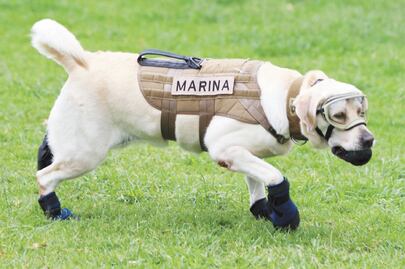 La Marina rescata a Frida de ser registrada ante el IMPI