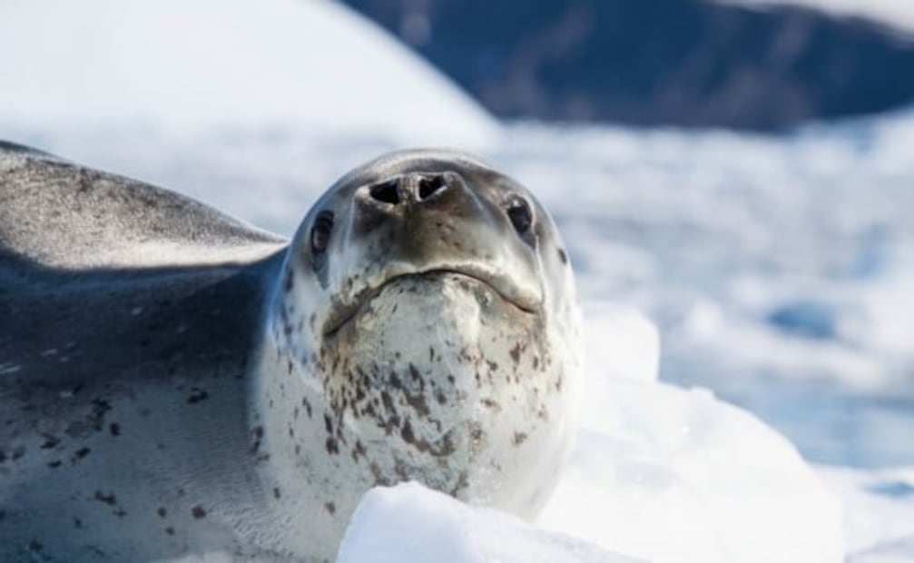 6 animales salvajes que parecen inofensivos pero son letales