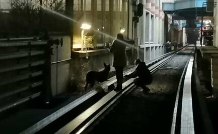 Tras 16 días de búsqueda, rescatan lomito en vías de la Línea B del Metro CDMX