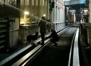 Tras 16 días de búsqueda, rescatan lomito en vías de la Línea B del Metro CDMX