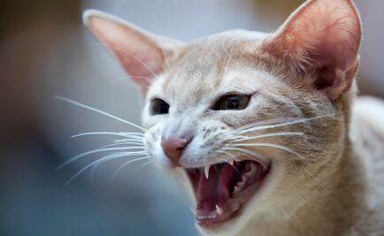 Revelan primer muerte por virus SFTSV tras mordedura de gato