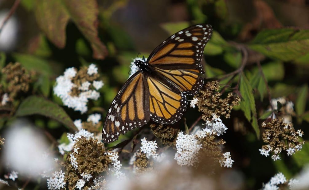 El Santuario de la Mariposa Monarca Sierra Chincua es uno de los tres santuarios más emblemáticos y ancestrales de la Reserva de la Biósfera de la Mariposa Monarca. Foto: Graciela López/ Cuartoscuro