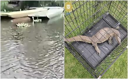 Capturan a extraño reptil que causó pánico en los canales de Xochimilco