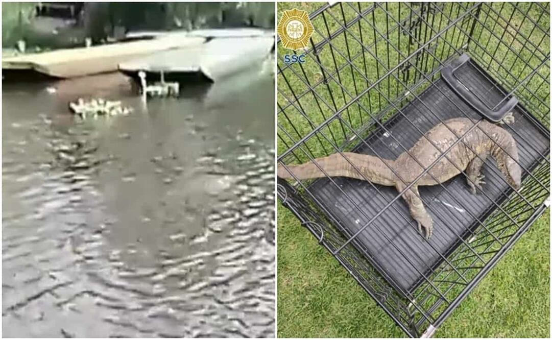 Foto: Tomada de video / Especial