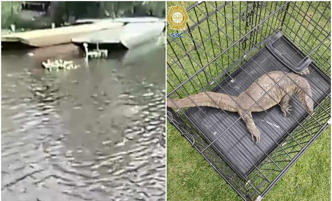 Foto: Tomada de video / Especial