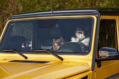 Conductor dice que su perro manejaba para evitar arresto
