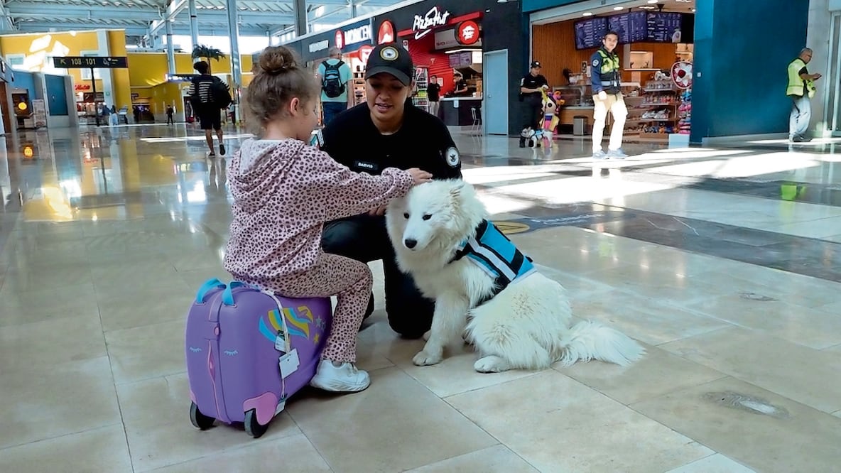 La función de los canes es brindar bienestar emocional a los pasajeros. Foto: Alberto González/ EL UNIVERSAL