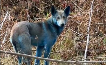 VIDEO: Descubren "perros azules" en Chernóbil a casi 40 años del desastre nuclear