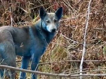 VIDEO: Descubren "perros azules" en Chernóbil a casi 40 años del desastre nuclear