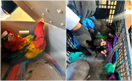 Profepa resguarda a 9 monos y 8 guacamayas rescatados en Chiapas; iban a ser traficados