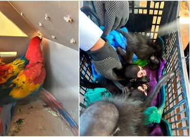 Profepa resguarda a 9 monos y 8 guacamayas rescatados en Chiapas; iban a ser traficados