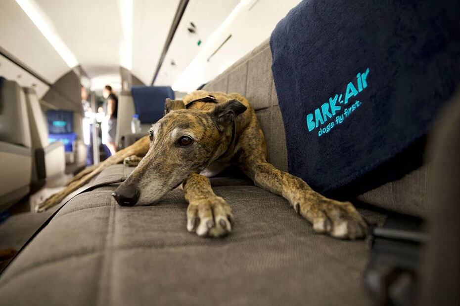 Foto: Bark Air